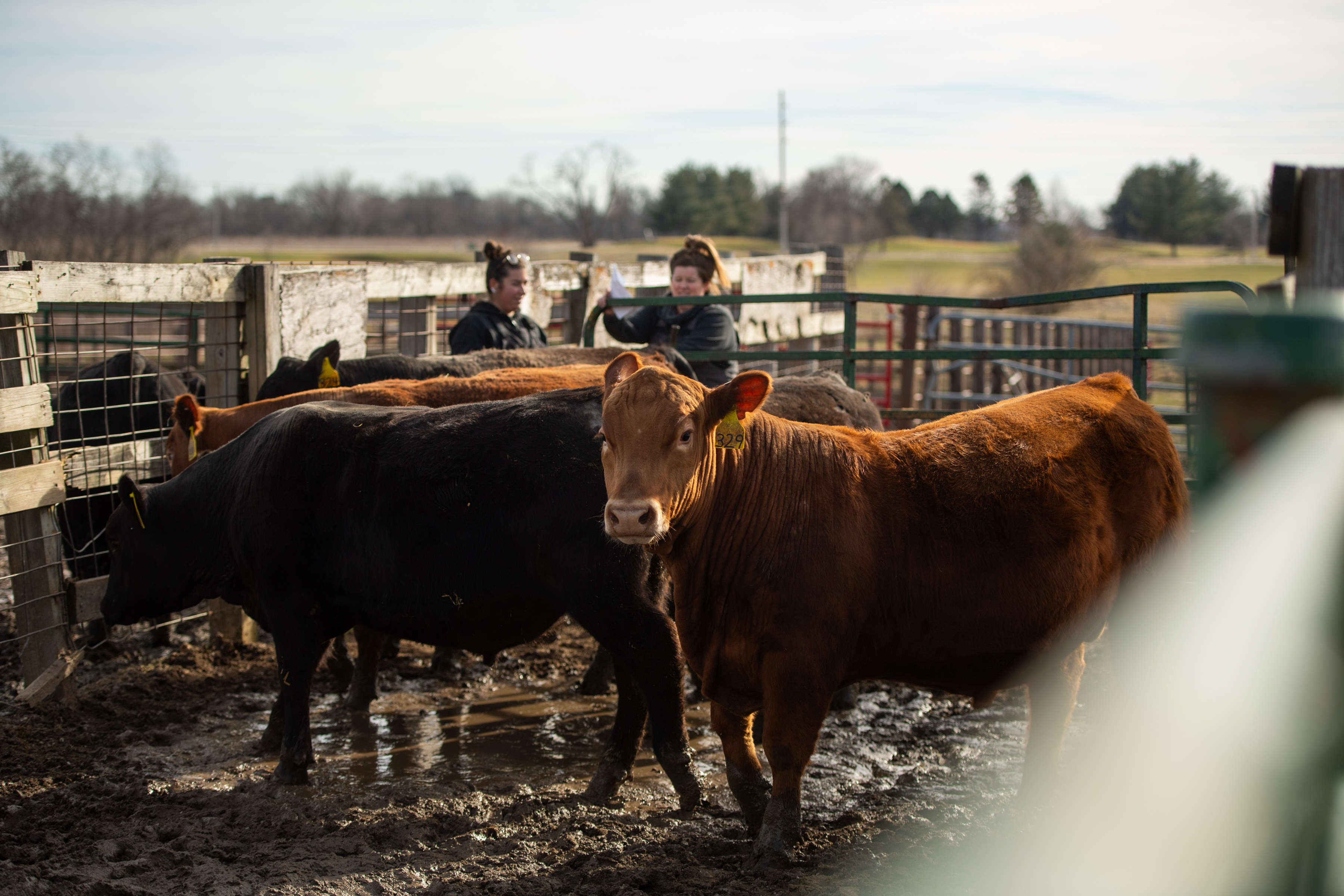 Image of WIU's Ag Cattle